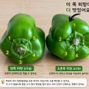 피망효능과 사용방법 이미지
