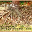 근심지목(根深之木) 이미지