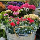 도토리 정원 이미지