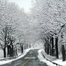 청남대 진입로 이미지