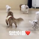 멍삼이네 이미지