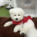 아이러브도그 이미지