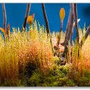 봄이오네 이미지