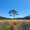수레너머쉼터민박 | [실시간] 인천대공원 장미원 개화 상황! 이번 주말이 마지막 (어울정원·만의골 카페 코스)