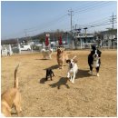 애견카페왕 이미지