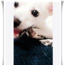 루루 반려견 | 반려견 간식 추천 수제 강아지 육포 영양식 후기