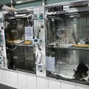 멍냥동물병원 이미지