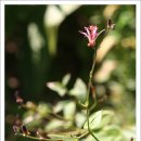 ﻿나리꽃 12종 이미지