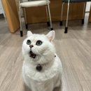 대전메디컬 | 대전 고양이 동물병원 감염성질환 수술 후기 타임동물메디컬센터