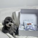 살롱드 오픈주 이미지