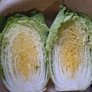 절임배추 이미지