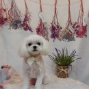 단추펫살롱 이미지