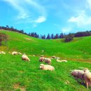 큰고개목장 이미지