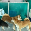 486 Dogcamp 네이버블로그