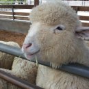 미산한우목장 이미지