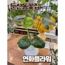 연화플라워 - 유성구 반석로 53-20 | 연화플라워