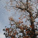 선운사의 감나무와 고인돌 박물관 이미지