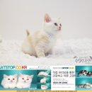 브리티쉬숏헤어 캐터리 이미지