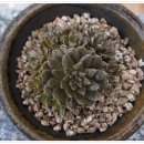 바위 솔 이미지