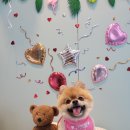 은봉애견 이미지