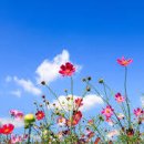 코스모스미용 이미지