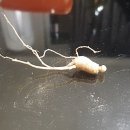 산달랭이