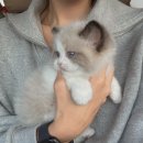 베베멍 강아지고양이분양 시흥본점 이미지