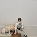 플러스 애견미용실 이미지