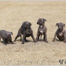 샴프네집 이미지