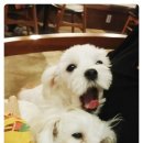 포들포들 이미지