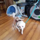 동물병원 퍼피하우스 이미지