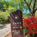 굴피나무) 6인실 | 깨끗하고 복층이라 아이들이 좋아했던 숙박 후기(도마뱀, 고양이까지), 주차, 시설 정보
