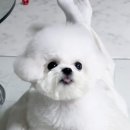 퍼피빌리지 이미지