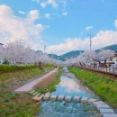 모전천 | 문경 모전천 벚꽃길 경북 여행 문경 벚꽃 명소 가볼만한 곳