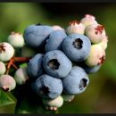 성애농장 이미지