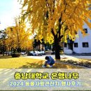 충남슈퍼 | 대전 충남대학교 은행나무 강아지 산책 2024 동물사랑큰잔치 행사 후기