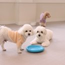 영통제일유치원 | 수원애견유치원 다양한활동하는 영통 웨그독 믿고 보냄!