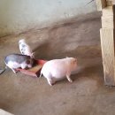 용교 농장 이미지