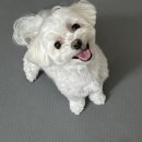 지혜롭개 이미지