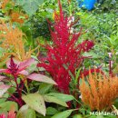 아마란스 이미지