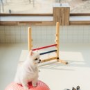 털로덮인친구들 동탄호수공원점 이미지