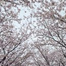 더 마을 핑크 이미지