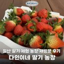 다인마트 | 일산 딸기 농장 재방문 I 아이와 가볼 만한 딸기 체험 농장 [다인이네 딸기 따기 체험]