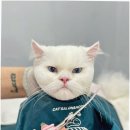 부산고양이미용&호텔 무냥무냥 대연점 | 부산고양이미용의 새로운 기준 무냥무냥 대연점 방문