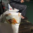 구매항 | 태안 구매항 타요좌대 갑오징어 외수질 하러 다녀온 후기