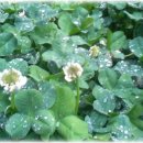 네잎클로버의 메아리 이미지