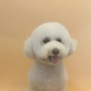 안다 펫살롱 이미지