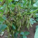 예밀농장 이미지