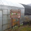 조영진농장 네이버블로그