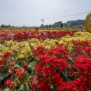 꽃세상 - 송파구 오금로31길 17 | 꽃세상